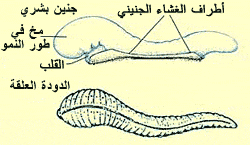 منظر ترسيمي للجنين و هو يبدو على شكل دودة العلق