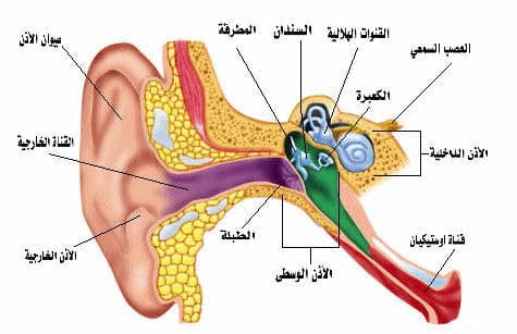 أجزاء الإذن