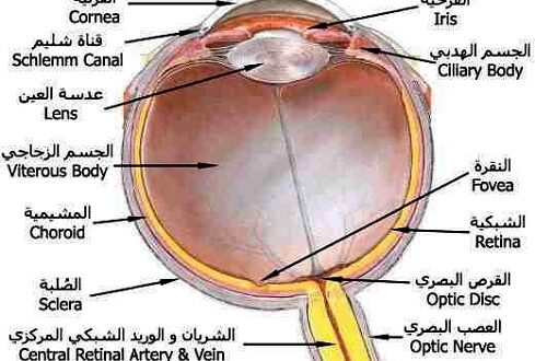 مخطط للعين