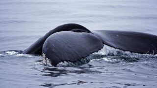 a whale on the surface of ocean