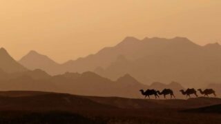 مجموعة جمال تسير على خط الأفق أمام مشهد جبلي أثناء غروب الشمس تحت سماء غائمة.