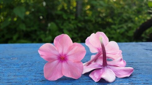 Pink flower petals