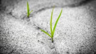 Grass growing in the Pavement