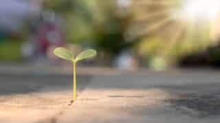 Tree grows from cement