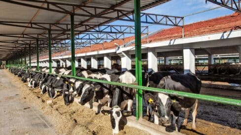 Row of black and white cows eating in a covered farm feeding area.