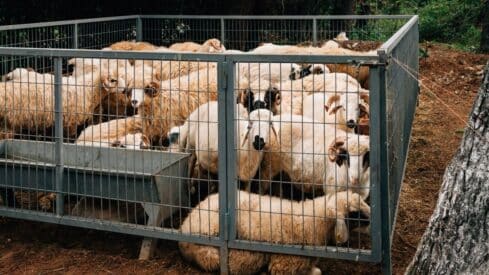 Livestock market for Eid al-Adha