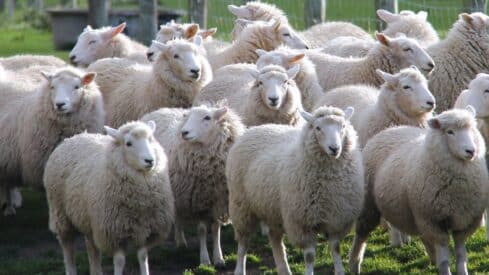 Group of sheep with thick wool in grassy field, fence and trees in the background.