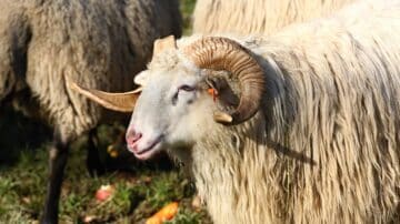 Sheep with curved horns and yellow ear tag in grassy area, others in background.