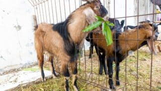 Brown and black goat eating leaves in metal enclosure with other goats, hay-covered ground.