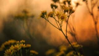 Small yellow flowers in a field with a blurry sunset background.