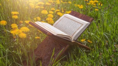 Open Quran on wooden stand amidst grass and dandelions, illuminated by sunlight