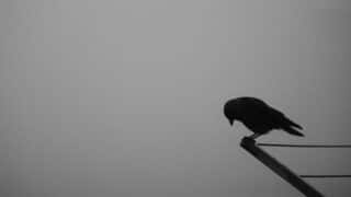 A crow standing on a metal edge in a monochrome with a foggy background.