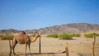 Camel in sandy desert with sparse vegetation, wooden stakes, rocky hills under clear sky.