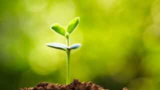 Small green seedling with two leaves emerging from soil against blurred green background.