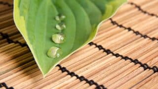 Green leaf on bamboo mat with water droplets along its surface