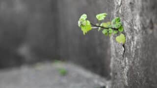 Small plant with green leaves grows from a crack in a blurred grey concrete wall.