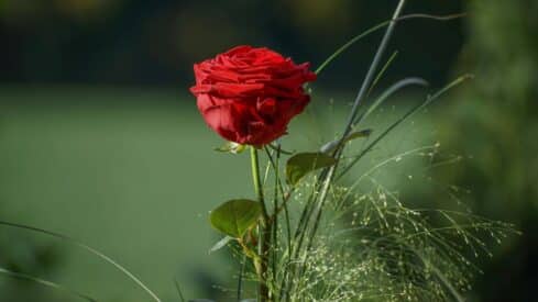 A vibrant red rose with lush petals set against a blurred green background with delicate grasses.