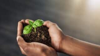 Hands holding soil with a sprouting plant, blurred background.