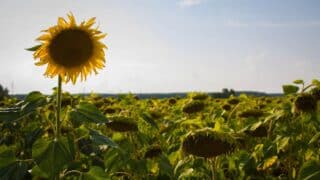 Sunflower field, one prominent sunflower upright, others facing down, clear sky above.