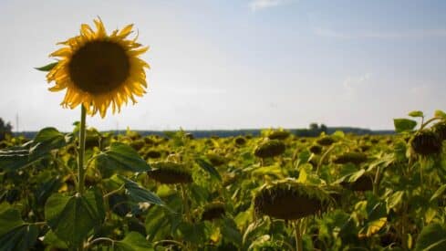 Sunflower field, one prominent sunflower upright, others facing down, clear sky above.