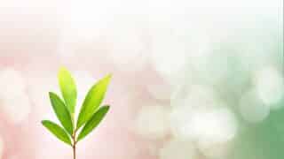 Small plant with green leaves against a pastel pink to green blurred background.