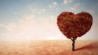 Solitary tree with heart-shaped foliage in dry grass field under blue sky.