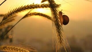 Snail on plant stalk silhouetted against warm, golden sunset sky.