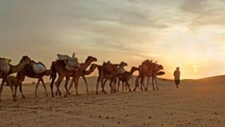 Caravan of camels with loads crosses sandy desert at sunset, led by a person under cloudy sky.