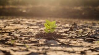 Small green plant emerging from cracked, dry soil in warm sunlight.