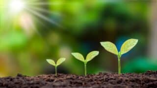 Three seedlings emerge from soil with sunlight above and a green blurred background.