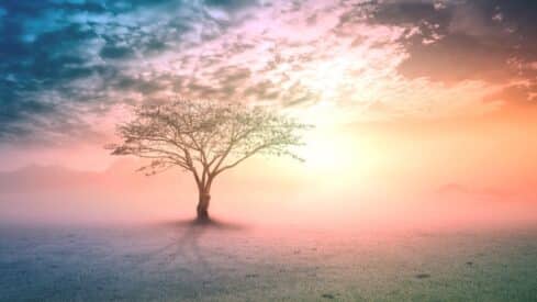 Solitary tree in misty field under colorful sky at sunrise or sunset, serene landscape.