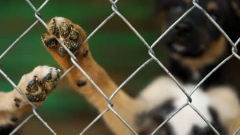 Dog's paws through chain-link fence; face blurred in background. Paws and fence in focus.