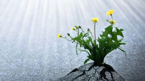 Dandelion with yellow flowers grows through cracked asphalt, lit by soft sunlight.